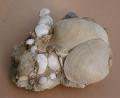 Roccia del Pleistocene con il bivalve Arctica  islandica