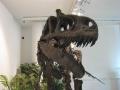 Allosaurus fragilis (ricostruzione)