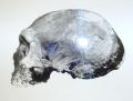 Cranio Neanderthal 