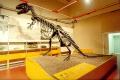 Scheletro di Allosaurus fragilis (Giurassico sup.)