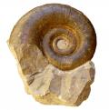 Lytoceras 