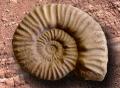 Ammonite