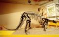 Scheletro di Camptosaurus browni