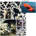 coralli profondi di Santa Maria di Leuca