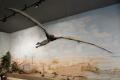 Sala Diorama: Pterodattilo, ricostruzione 
