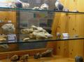 Vetrine del Museo
