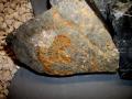 fossile