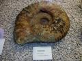 fossile