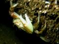 Granchio di sabbia: Liocarcinus vernalis