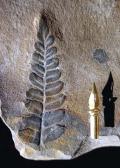 Alethopteris (falsa felce), Carbonifero superiore (M. Corona)