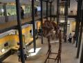 Il ruolo dei Geo-Musei e dei Geositi nella diffusione e conservazione del Patrimonio Geologico