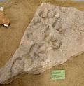 Footprints