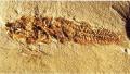 Aphanius crassicaudus con gigantismo osseo