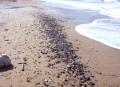Scorie sulla spiaggia