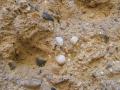 malta origine Carrara aggregato di frammenti di marmo