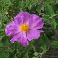Esempio di Foto - Cisto rosso [Cistus creticus L. subsp. eriocephalus (Viv.) Greuter & Burdet] - Panarea (foto Rosella Picone)