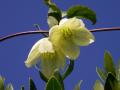 Esempio di Foto - Clematide cirrosa (Clematis cirrhosa L.) - Capo Milazzo (foto Alesssandro Crisafulli)