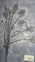 La famosa palma fossile alta più di 3 metri