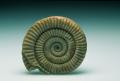 Ammonite del Gran Sasso