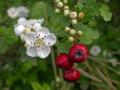 Esempio di Foto - Biancospino [Crataegus laevigata (Poir.) DC.] -  Colli San Rizzo, Messina (foto Alesssandro Crisafulli)