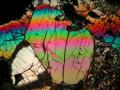 i minerali al microscopio