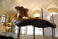 Paleontologia ed Archeologia nel Valdarno Superiore