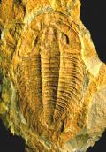 Trilobite Dolerolenus zoppii, Cambriano inferiore, Canalgrande