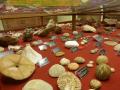 Bio- e Geo- diversità della Sicilia: un viaggio attraverso le collezioni del Museo di Scienze della Terra