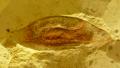 Frutto di Eucommia europaea - esemplare unico in Italia per la sua completa conservazione