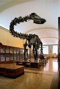 Diplodocus carnegiei