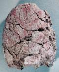 Raffigurazione antropomorfa maschile in ocra rossa su ciottolo in arenaria. Età: Neolitico Collezione: CCIC