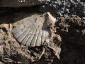 Fossile del Pliocene