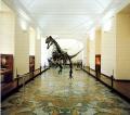 Museo di Paleontologia