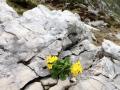 Chi vive sulle rocce