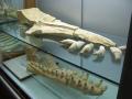 Museo dell'Ambiente (fossile di Cetaceo del Miocene sup.)