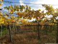 I meravigliosi vigneti dei Castelli Romani