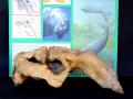 Cranio di Metaxytherium subapenninum risalente al Piacenziano