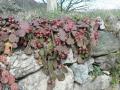 Fico d'india nano (Opuntia humifusa)