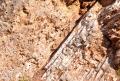 Il limite Cretacico/Paleogene a Gubbio
