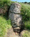 Concrezionamento batterico cresciuto attorno a un fusto in posizione di vita. San Salvatore, Laerru (SS). 