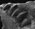 Mosasaurus: il gigante dei mari in mostra