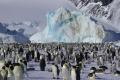 Colonia di pinguino imperatore (Aptenodytes forsteri) a Cape Washington, Mare di Ross, Antartide. XVII Spedizione PNRA 2002/03. 
