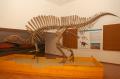 Ouranosaurus nigeriensis