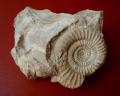 ammonite fossile