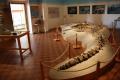 La balena fossile più completa d'Europa