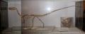 Sala dei Rettili Coelophysis