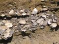 Pliocenica: Anteprima Settimana del Pianeta Terra
