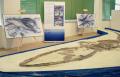 Un bell'esemplare fossile di Balaenoptera sp.- Museo di Scienze della Terra 