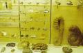 Museo