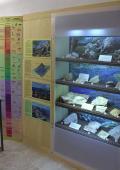 Vetrina con rocce e fossili delle formazioni geologiche locali
